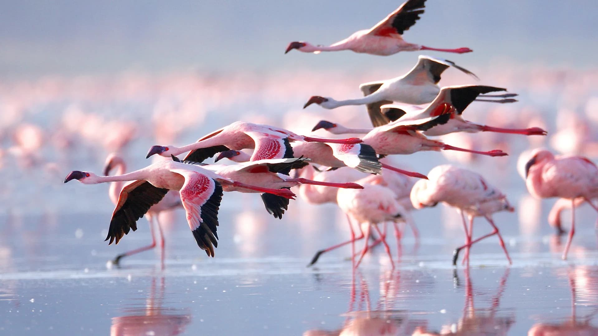 Lake Nakuru