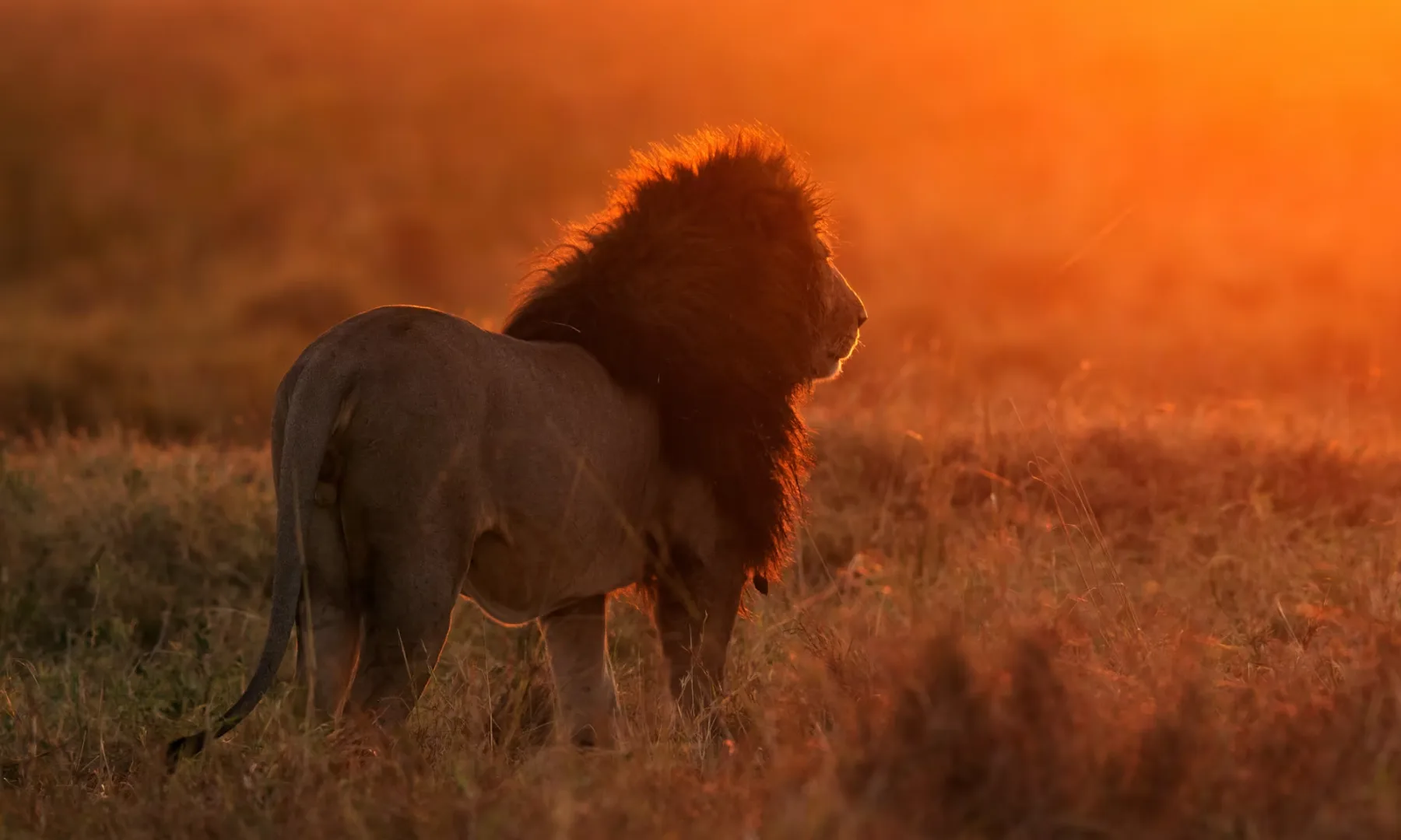 Kenya safari landscape 5